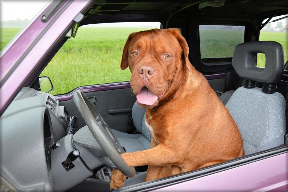 Viajar con mascotas en furgoneta: ¿Qué debes saber?
