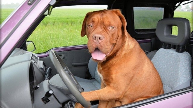 Viajar en coche con perro: seguridad y recomendaciones para tu mascota