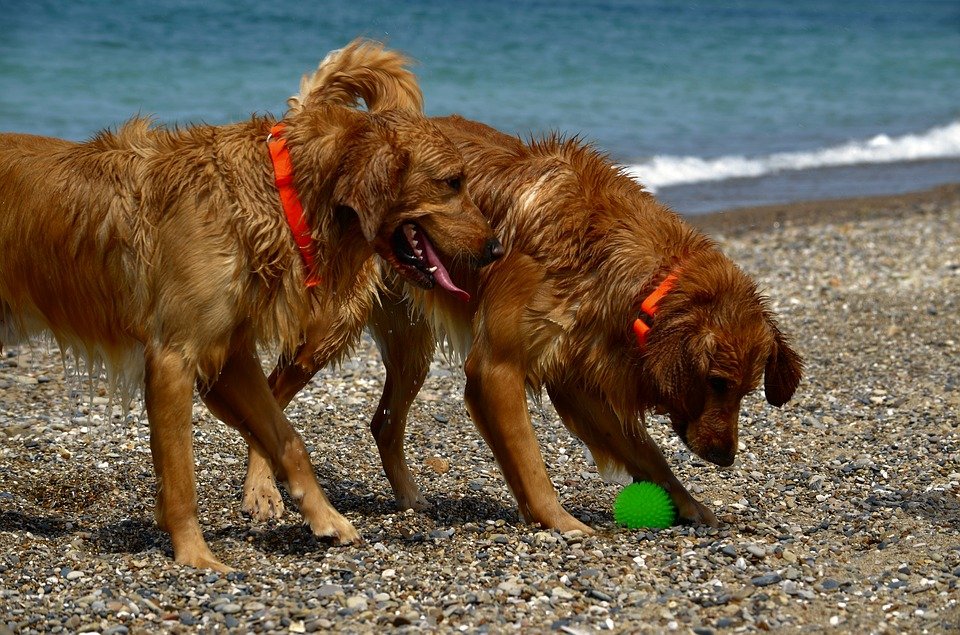 Playas para perros en España: ¡Báñate con tu mejor amigo!