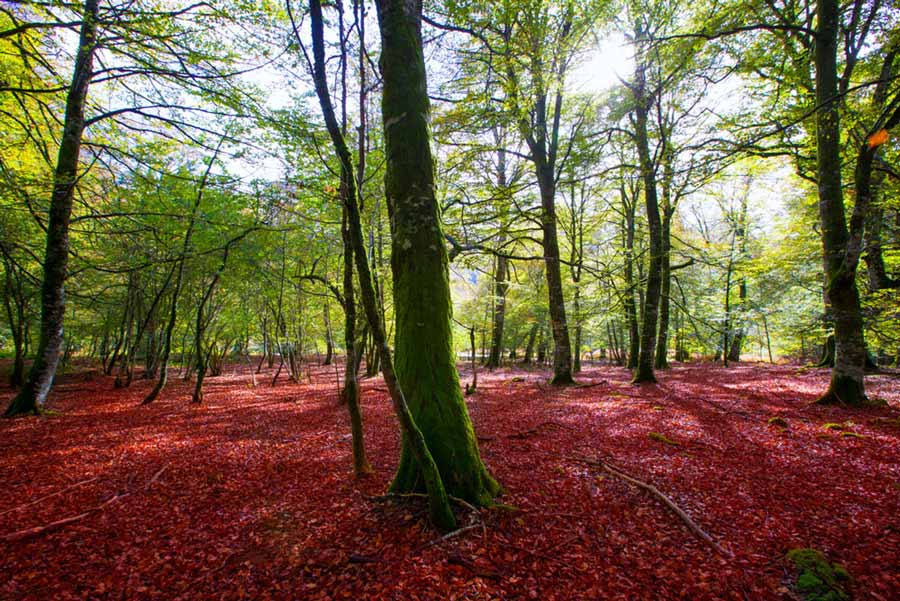 Viajar en coche en otoño: ¿Dónde quieres ir?