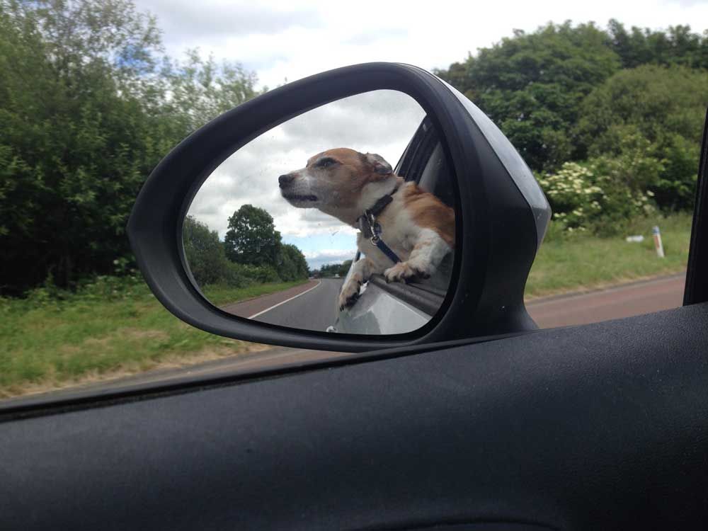Cómo limpiar tapicería del coche si viajas con mascotas