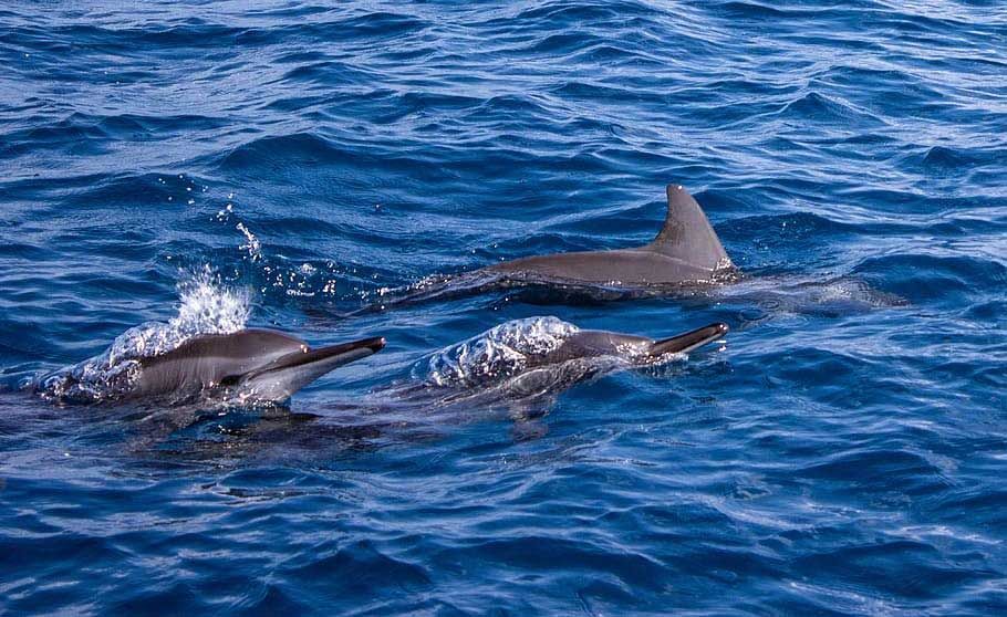 Viajando a playas para ver delfines en España